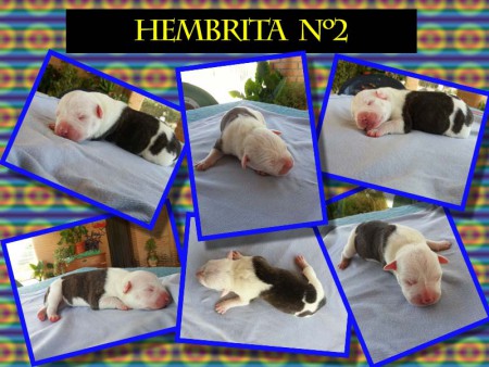 Hembra Atigrada y blanca (Disponible)