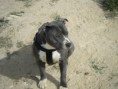 /album/arca-amstaff-nala/a2013-0705tuenty0156-jpg1/