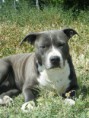 /album/arca-amstaff-nala/a2013-0917tuenty0117-jpg/