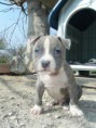 /album/arca-amstaff-gore/a2013-0713tuenty0008-jpg1/