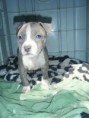 /album/arca-amstaff-gore/a2013-0713tuenty0003-jpg/