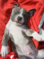 /album/arca-amstaff-gore/a2013-0713tuenty0042-jpg/