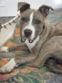 /album/arca-amstaff-gore/image-51-jpg/