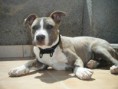 /album/arca-amstaff-gore/image-53-jpg/