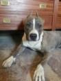 /album/arca-amstaff-gore/image-58-jpg1/